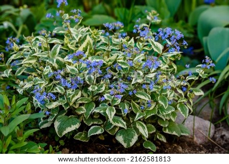 Brunnera macrophylla variegata in spring garden. Blue flowers of brunnera variegata in springtime Royalty-Free Stock Photo #2162581813