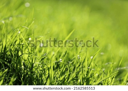 Green grass with water drops in sunlight, blurred background. Fresh spring or summer nature, sunny meadow