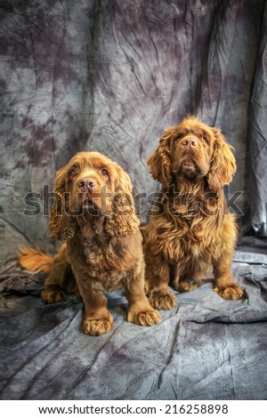 Sussex Spaniel Royalty-Free Stock Photo #216258898