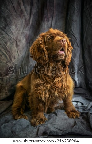 Sussex Spaniel Royalty-Free Stock Photo #216258904