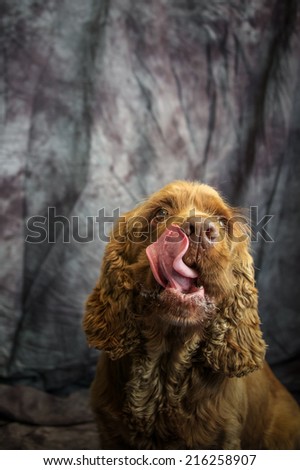 Sussex Spaniel Royalty-Free Stock Photo #216258907