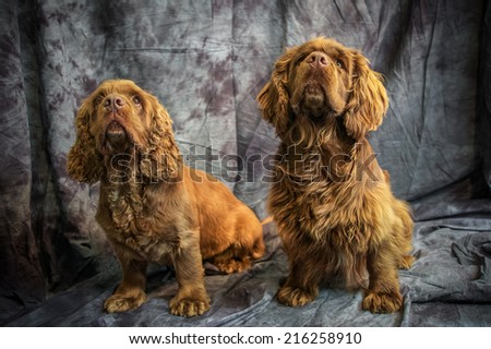 Sussex Spaniel Royalty-Free Stock Photo #216258910