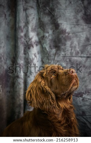 Sussex Spaniel Royalty-Free Stock Photo #216258913