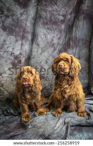 Sussex Spaniel Royalty-Free Stock Photo #216258919