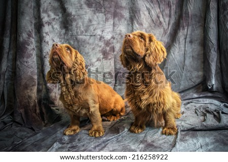 Sussex Spaniel Royalty-Free Stock Photo #216258922