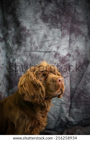 Sussex Spaniel Royalty-Free Stock Photo #216258934