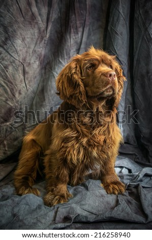 Sussex Spaniel Royalty-Free Stock Photo #216258940