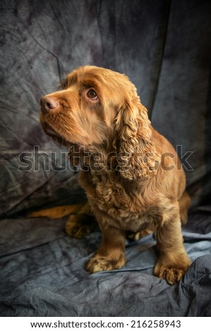 Sussex Spaniel Royalty-Free Stock Photo #216258943