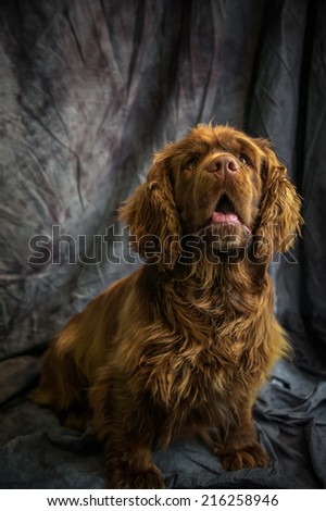 Sussex Spaniel Royalty-Free Stock Photo #216258946