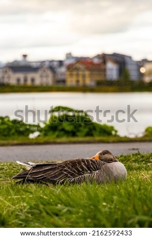 Duck in the park on the grass near the lake in Reykjavik