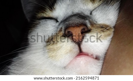 close up of a funny sleeping cat	
