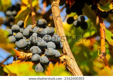 Tasty beautiful grapes on the branch in the garden under the sunshines. Beautiful light fresh fruits picture. Nature background. Wonderful light bokeh. Yellow red blue purple grape fruits. Vine wine.