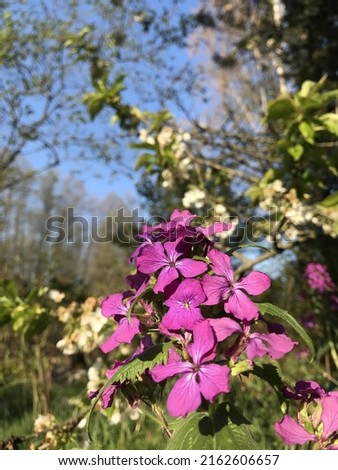 Beautiful Close up from the flower Lunaria annua called annual honesty with the blue sky and the sun in the background shoot during spring in Germany 