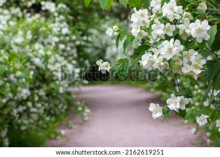 A desert dirt winding road, path, way without people drowning in the lush greenery of blooming white jasmine bushes in a spring summer botanical garden. A stroll in a fragrant park. Selective focus. Royalty-Free Stock Photo #2162619251