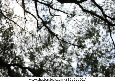 The big trees in the fertile forest provide shade, blurry pictures.