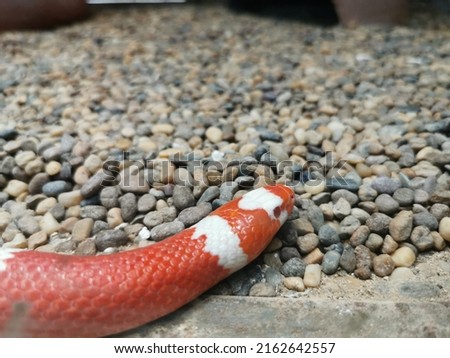 Red​ and White​ snake​ on​ rock​ floor  in zoo