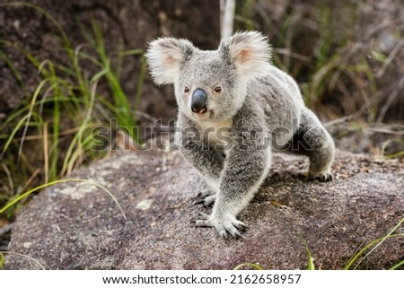 The koala or, inaccurately, koala bear is an arboreal herbivorous marsupial native to Australia - Magnetic Island, Queensland, Australia. Royalty-Free Stock Photo #2162658957