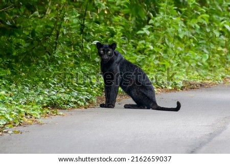 The black panther of Kaeng Krachan Forest, Phetchaburi came out to walk on the side of the road.