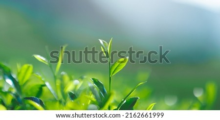 Close-up fresh perfect tea bud and leaves on tea plantation natural background. High quality banner photo with copy space backdrop for text