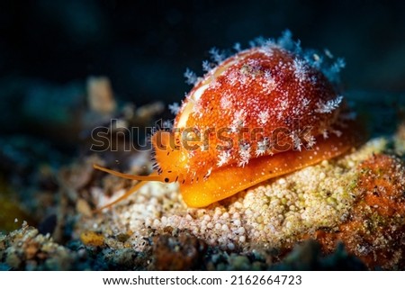 Cypraeidae, common named the cowries is a taxonomic family of small to large sea snails. These are marine gastropod mollusks in the superfamily Cypraeoidea, the cowries and cowry allies. Royalty-Free Stock Photo #2162664723