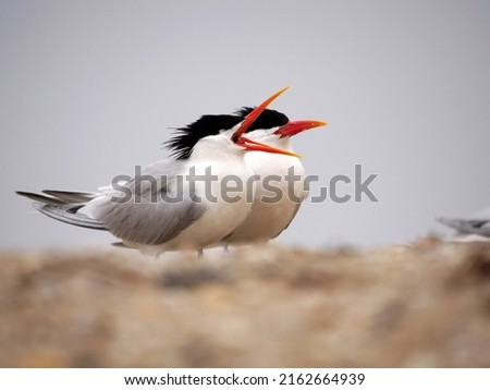 Two seabird, elegant tern on the beach. Royalty-Free Stock Photo #2162664939