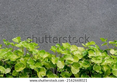 Green and white color leaves of Polyscias guilfoylei (or geranium aralia, wild coffee) with cement wall background.