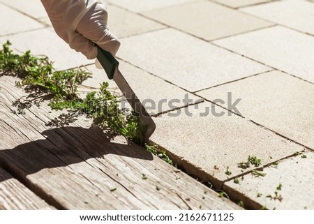 Weed removal tool. Weed Removing of Paving Stones in Garden. Human hand removes weeds.