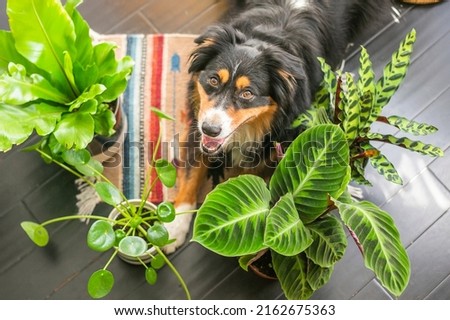 Dog in Houseplants Boho Home Royalty-Free Stock Photo #2162675363