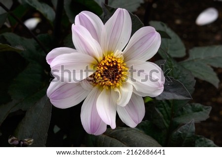 
Dahlia 'Bishop of Dover' is a single-flowered dahlia with lavender flowers Royalty-Free Stock Photo #2162686641