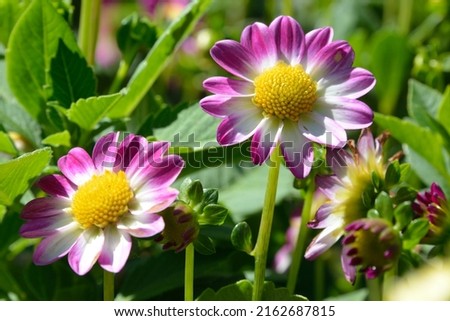 Dahlia 'Sweetheart' is a single-flowered dahlia with pink flowers Royalty-Free Stock Photo #2162687815
