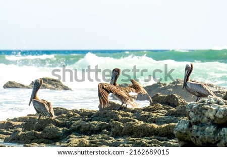 Group of brown pelicans resting on the rocks by the ocean in Costa Rica. Royalty-Free Stock Photo #2162689015