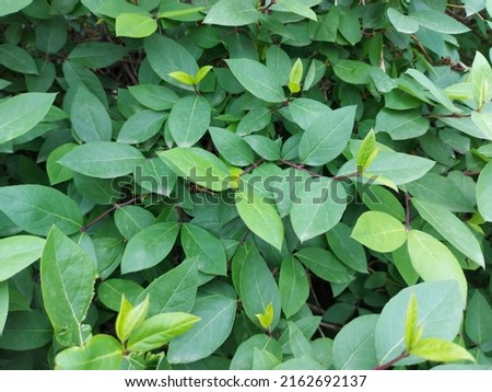 Green leaves of a bush close-up, green background