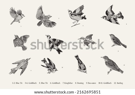 Birds. Set. Vector vintage illustrations. Black and white