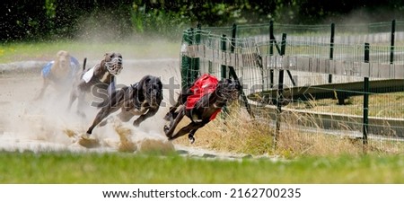 Picture of 4 greyhounds racing in Chatillon la palud, France