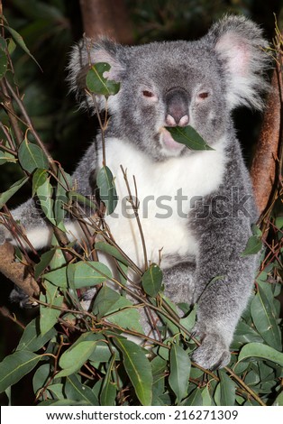 koala are native to australia sleep many hours a day. They are called bears but are a marsupial