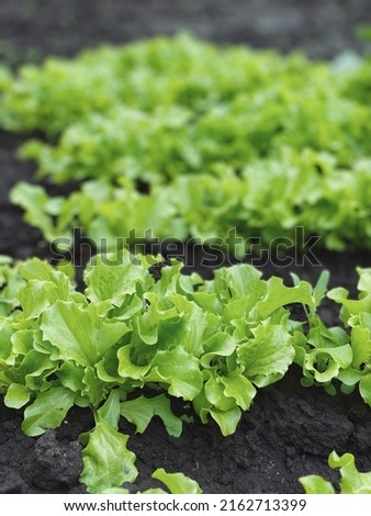 lettuce seedling. Lettuce early spring  harvest 
