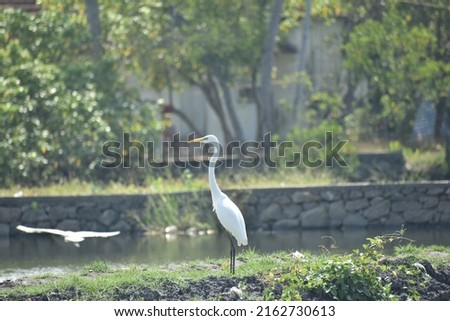 Great White Egret its anywhere visible in paddy fields and beside the cows