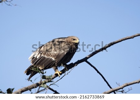 Steppe Eagle, Aquila nipalensis, Uttarakhand, India