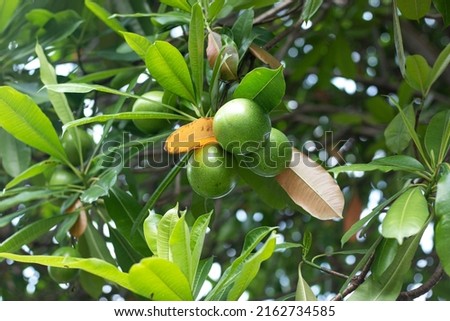Cerbera manghas fruits on trees with green leaves and many trunk isolated blue sky and clouds background
