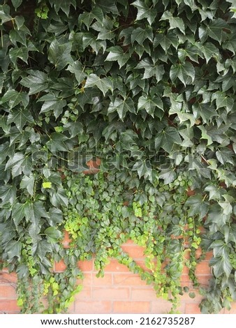 Natural desktop background green leaves of a climbing hedera plant on a red old brick wall. Live fence.brick