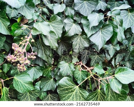 Natural desktop background green leaves of a climbing hedera plant. A live fence. phone wallpaper