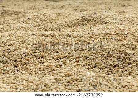 Washed arabica green coffee beans after harvest, ready to be roasted, Colombia, South America
