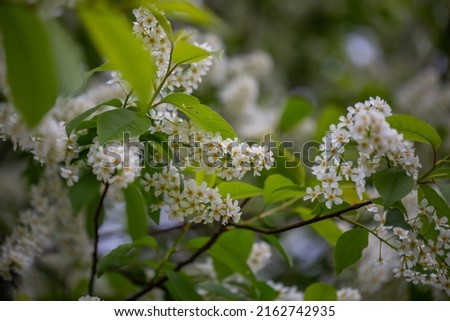 Blooming bird cherry macro photo in spring time. Spring blossom on a hackberry tree close-up photo. Blooming flowers with white petals on tree branches on a spring day. Royalty-Free Stock Photo #2162742935