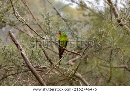 An Australian critically endangered migratory swift parrot (Lathamus discolor) facing extinction due to logging and climate change Royalty-Free Stock Photo #2162746475