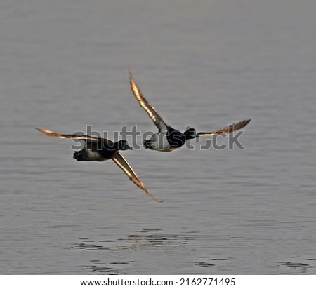 A pair of magnificent wild ducks flies over the water, their open wings pierced by golden rays of the sun
