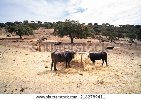Some cows graze while others rest lying down, ruminating, in the pastures of the dehesa of Extremadura, between oaks and cork oaks. Royalty-Free Stock Photo #2162789411