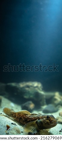 Round goby (Neogobius melanostomus) in an underwater environment