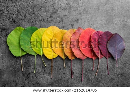 Selection of beautiful and colorful autunm leaves Royalty-Free Stock Photo #2162814705
