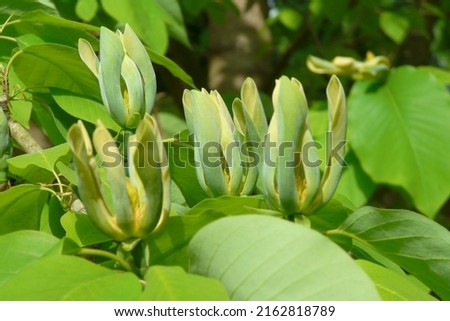 Flower of Magnolia acuminata (Cucumber tree)