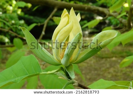 Flower of Magnolia acuminata (Cucumber tree) Royalty-Free Stock Photo #2162818793